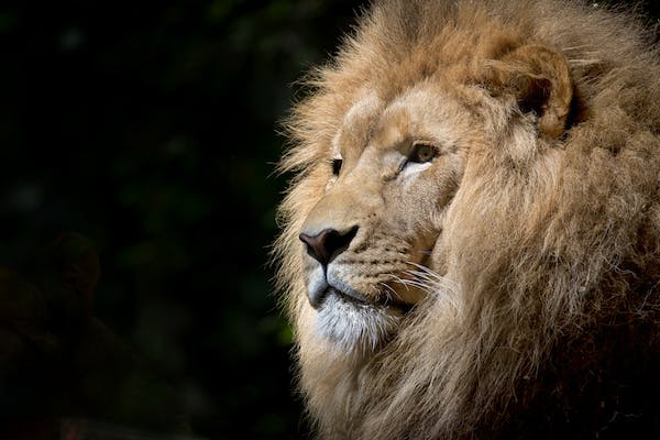 El brillo real que propone LEO con su energía más determinante